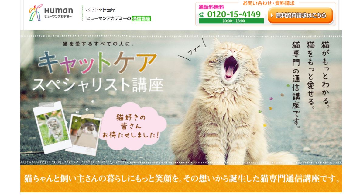 キャットシッター・キャットケアスぺシャリスト・愛猫飼育 